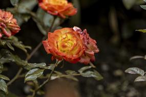 wet orange-yellow rose in the garden on blurred background with the plants