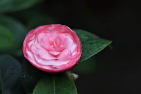 photo of wet spring rose