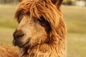 Alpaca Lama