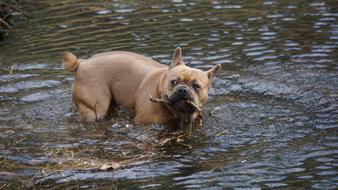 French Bulldog with branch in teeth stands in water