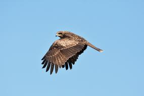 flight of a wild bird in the blue sky