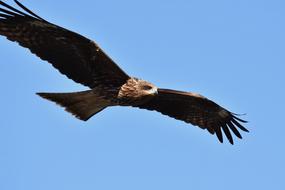 falcon in flight at blue sky