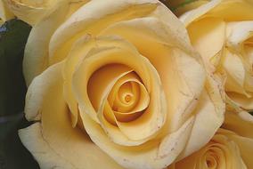 wonderful Rose Flower Yellow