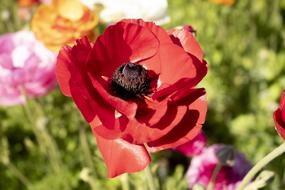 wonderful Red Pri