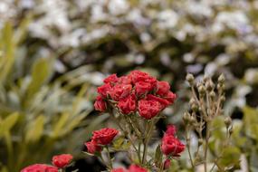 gentle Flowers Nature