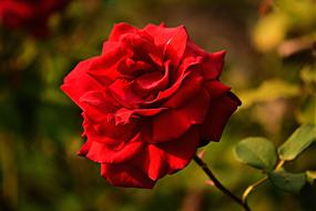 gorgeous big Rose Flower