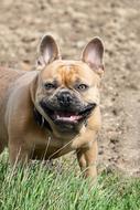 French bulldog close-up on blurred background