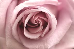 Close-up of the beautiful, pink rose flower of the different shades, in light
