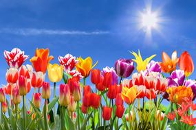 Nature Landscape Spring drawing