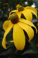 raindrops on large yellow flowers