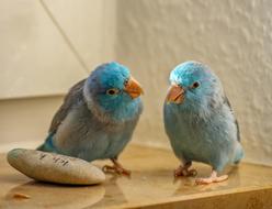 two blue parrots