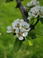 Pear Tree close-up on blurred background