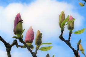 wonderful Bud Flower