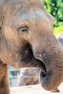 photo of an elephant with a bent trunk