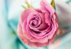 gorgeous Rose F Petal