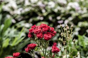 Roses Flowers close-up on blurred background