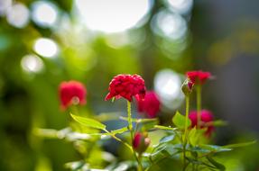 blossoming garden flowers