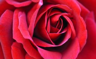 close-up of the beautiful scarlet rose