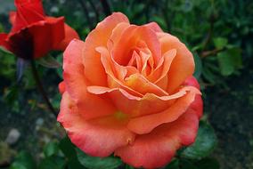 big fluffy red Rose Flower in garden