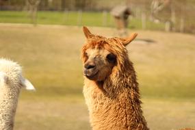 Alpaca Nature