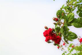 Beautiful, red rose flowers blossoming on the plants with green leaves