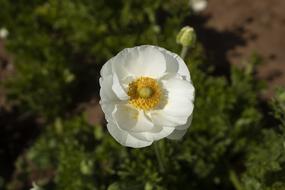 macro photo of White Flower in garden
