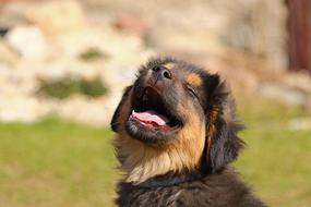 gorgeous Puppy Dog Animal