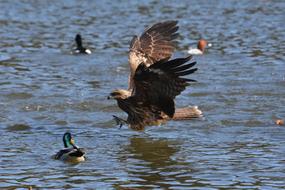 Beautiful birds are flying on the lake