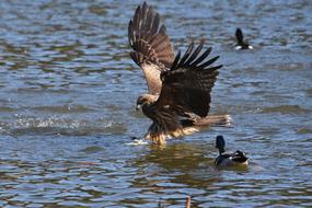 Wild Animal Lake Bird