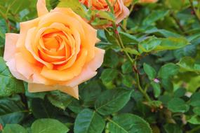 yellowish garden rose