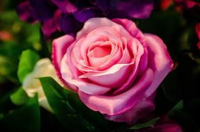 perfect pink rose bud