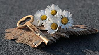 Key to dream and daisies