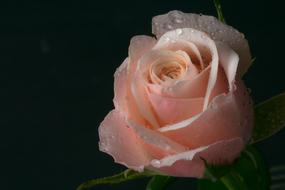 closeup view of wet pink Rose Flower