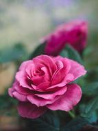 magenta rose buds on the blurred background