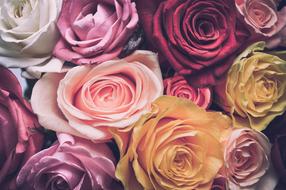 wallpaper with various roses