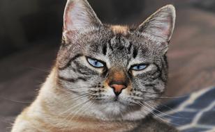 sleepy domestic cat with blue eyes