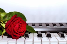 Keyboard and rose Love