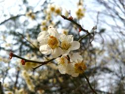 cherry blossoms in nature on a blurred background