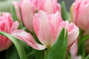 bouquet of delicate pink tulips