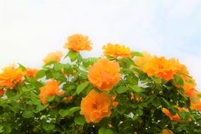 orange Rose Nature Flower