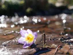 macro view of small Spring Flower