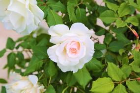 wonderful Rose Nature Garden