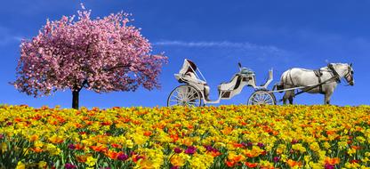 white carriage with a horse in a flowering meadow