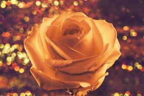 tea rose on a background of light flare