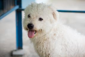 portrait of Dog Animal Pet