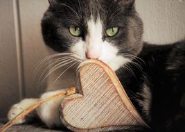 Tomcat TSensitivity Of Love