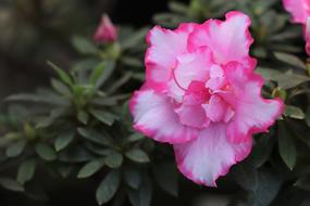 pinkish garden flowers with the green leaves