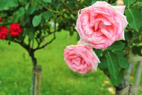 lush garden bushes of roses