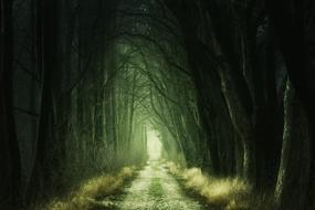 mystical hiking trail in the gloomy forest