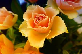 bouquet of yellow roses for congratulation
